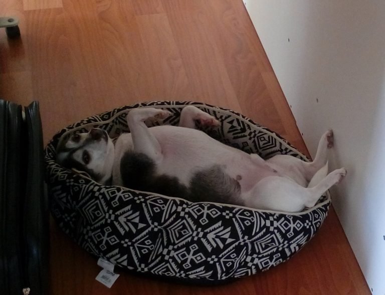 It’s a dog’s life!