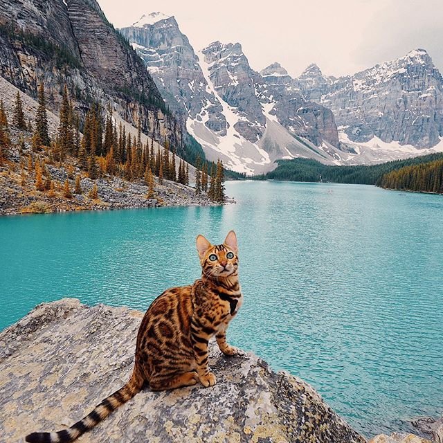 You are sure to envy Suki’s travel adventures! (via Instagram/sukiicat)