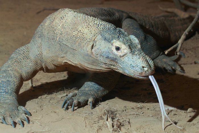 Komodo dragons aren't blessed with great looks or disposition.