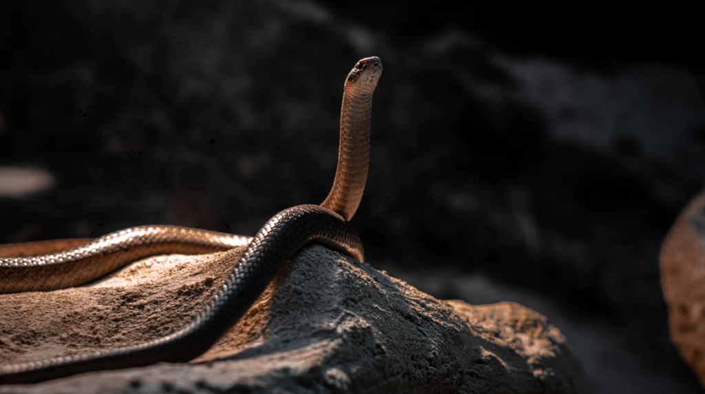 Another reason to develop ophidiophobia?