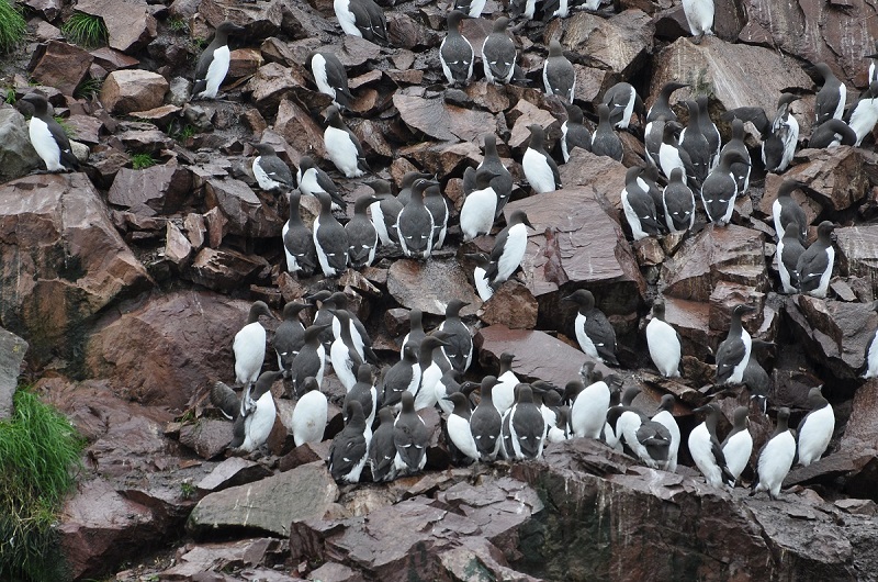 ns of thousands of dead common murres are washing up on the shores of Alaska, Washington, Oregon, and California.     