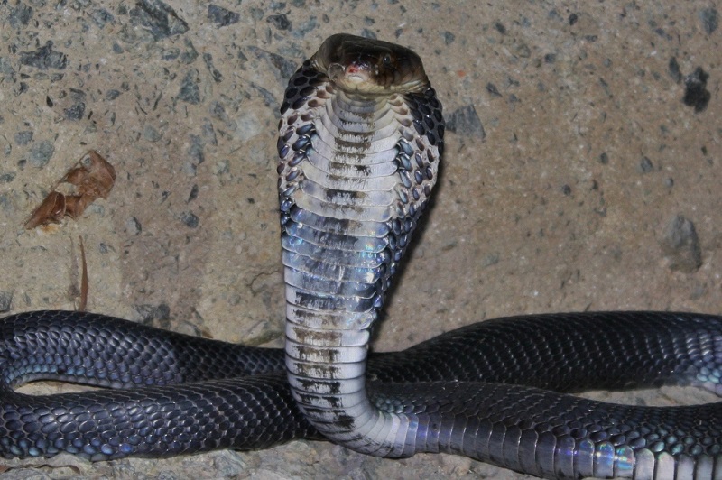 Chinese researchers say the deadly new strain of coronavirus may have originated from the Chinese krait and the Chinese cobra.