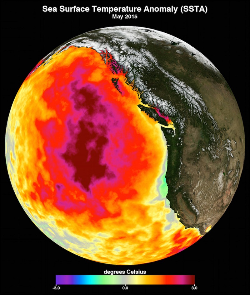 The blob lingered off the west coast of North America between 2013 and 2016. 