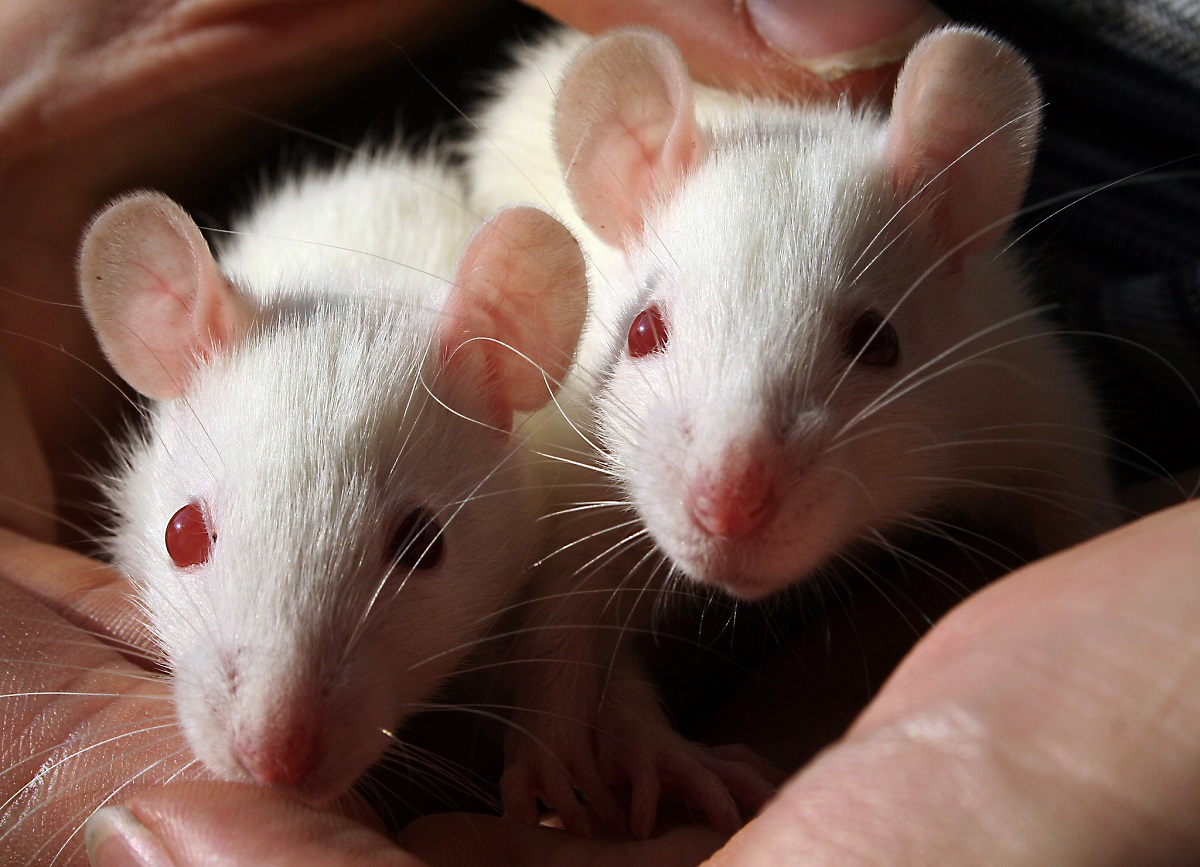 Human Stem Cells Used to Cure Diabetic Mice