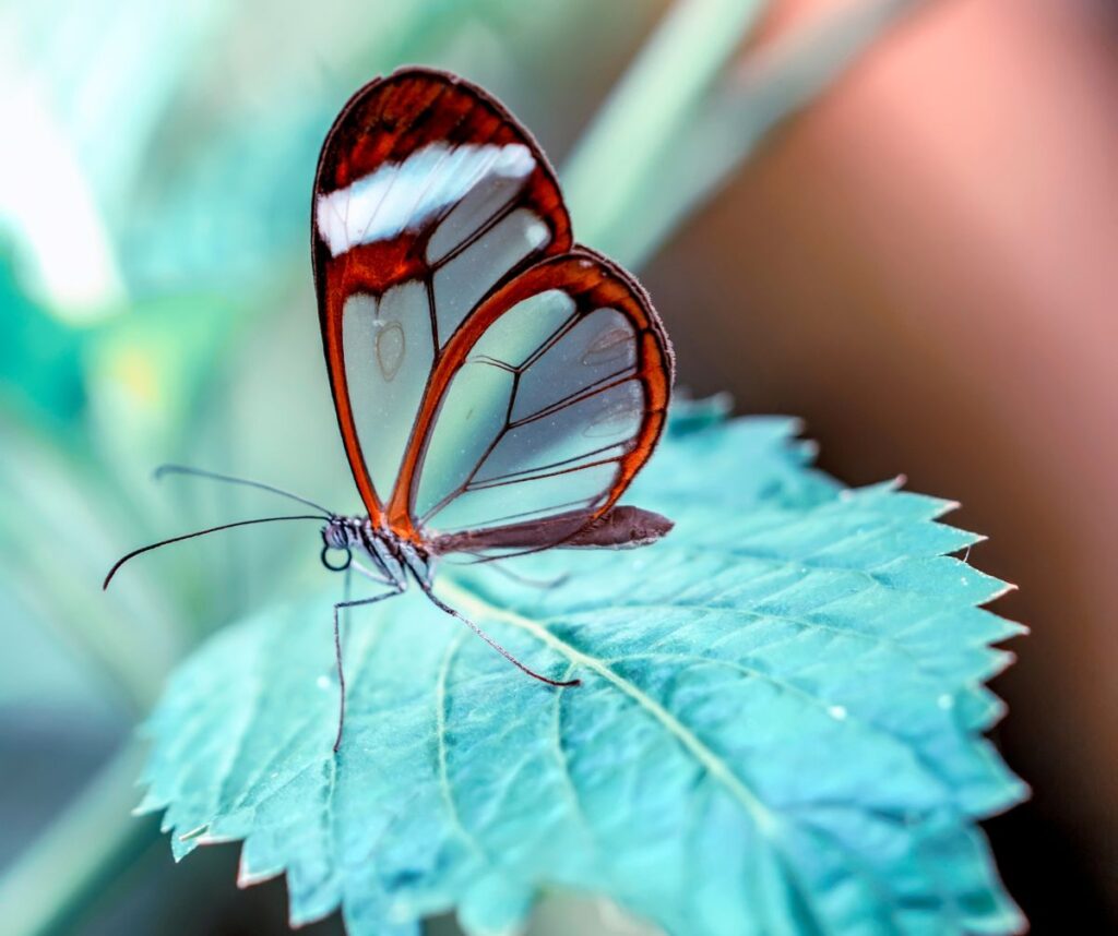 The glass wing butterfly is scientifically classified as Greta oto and is recognised for its transparent wings.