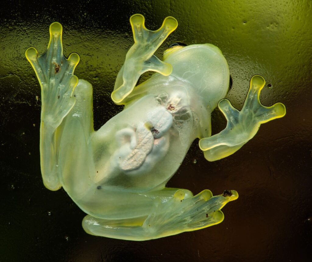 Glass frogs are camouflage masters with translucent skin blending in with leaves and branches.