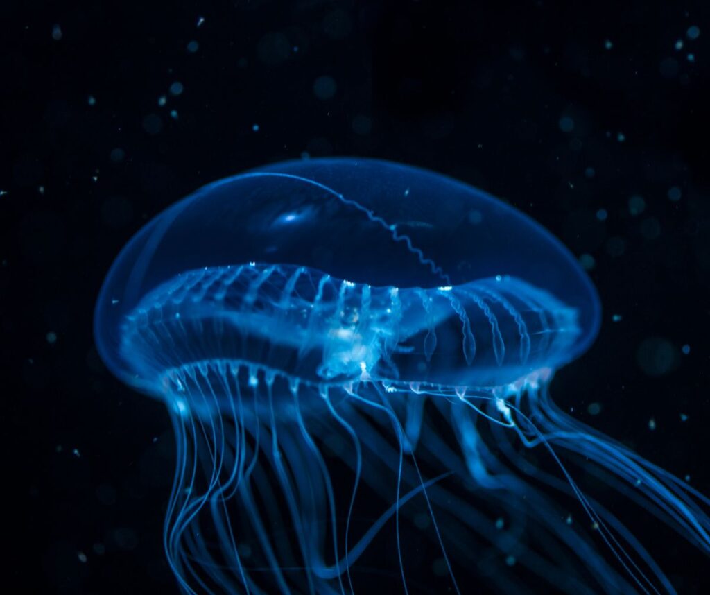 Jellyfish fascinate with their magical elegance.