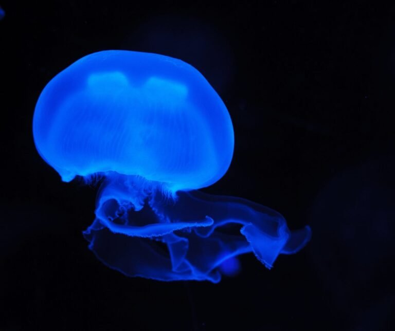 Mystery Solved: Uncovering the Science Behind Jellyfish’s Gelatinous Bodies Mystery Solved: Uncovering the Science Behind Jellyfish’s Gelatinous Bodies