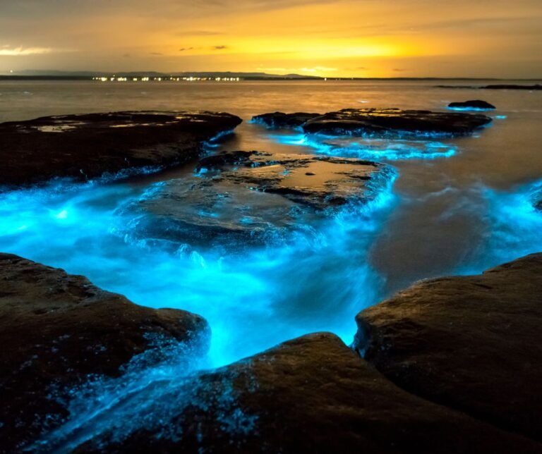 Glowing Wonders: The Enchanting Beauty of Bioluminescent Organisms