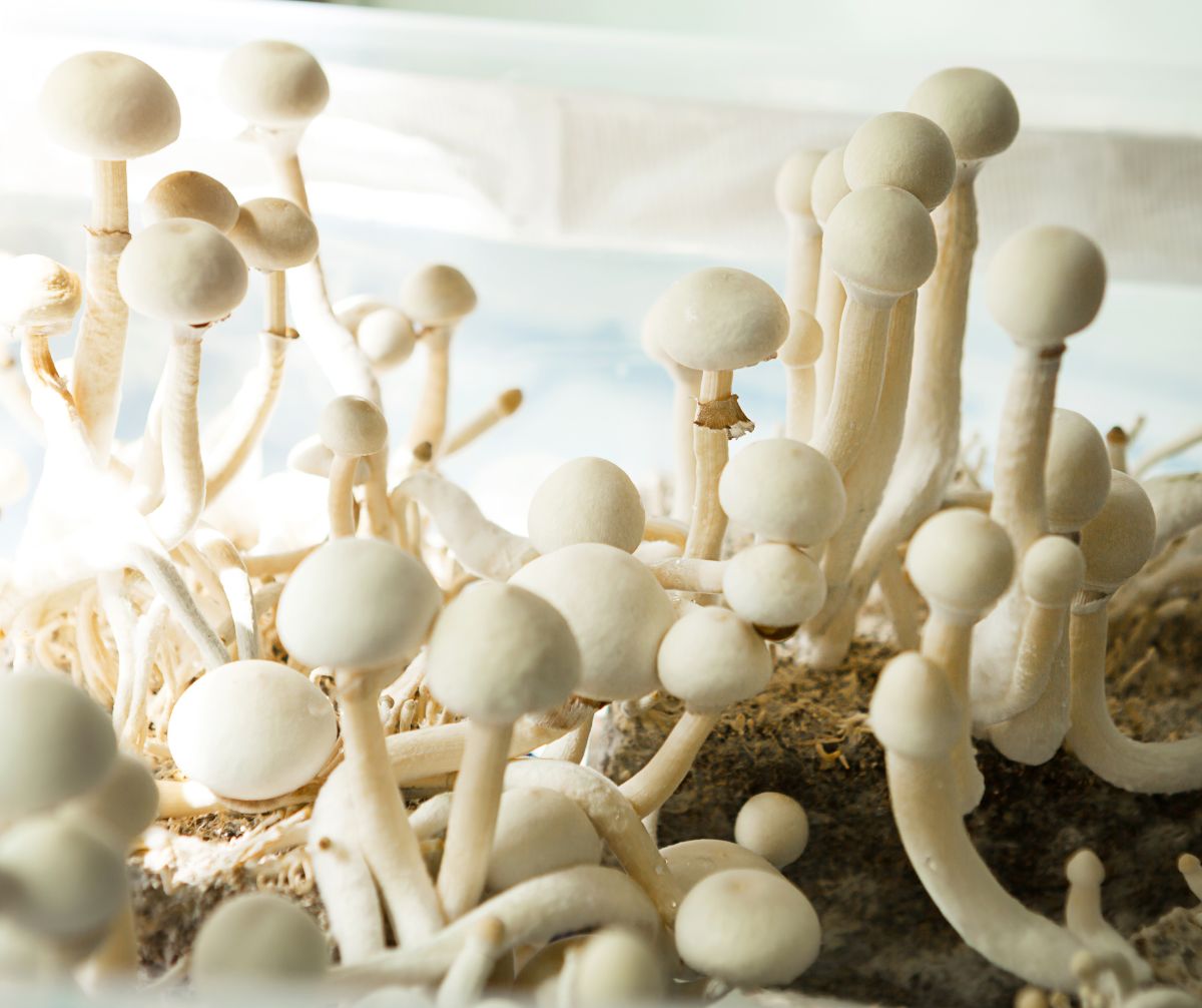 Sterile container with the mycelium of psilocybin mushrooms, psilocybe cubensis.