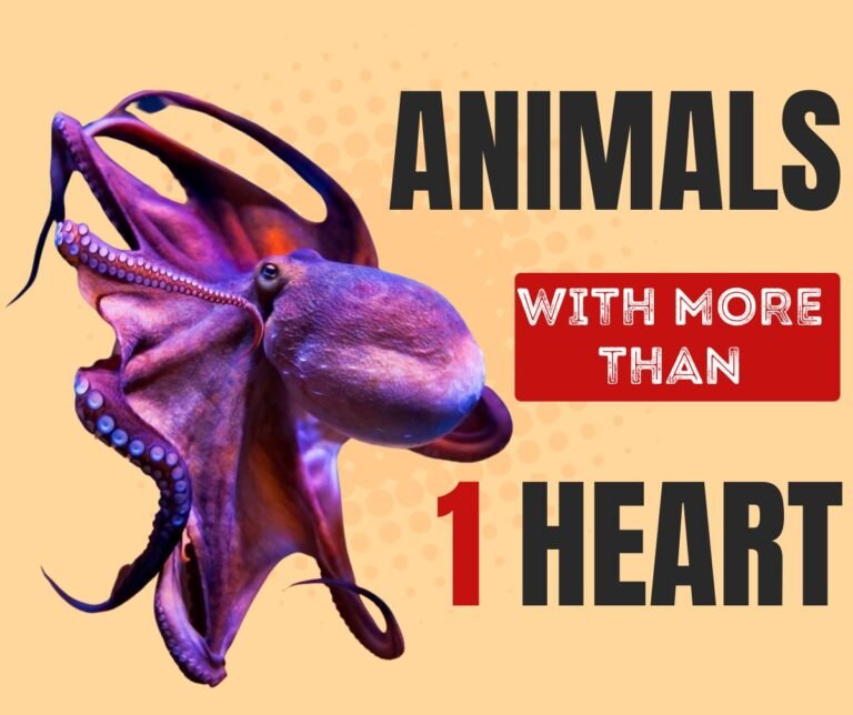 Surprising Facts: Animals with Multiple Beating Hearts Surprising Facts: Animals with Multiple Beating Hearts