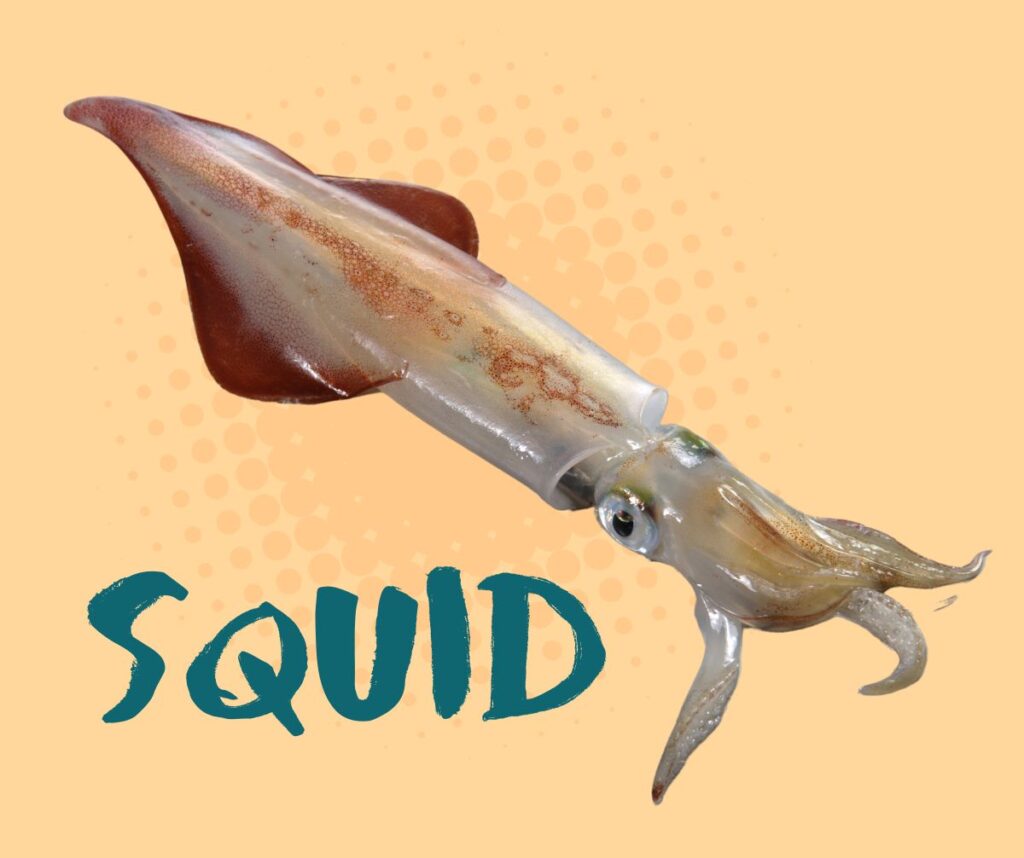 Squids, similar to octopuses, have three hearts.