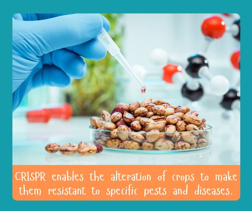 CRISPR enables the alteration of crops to make them resistant to specific pests and diseases.