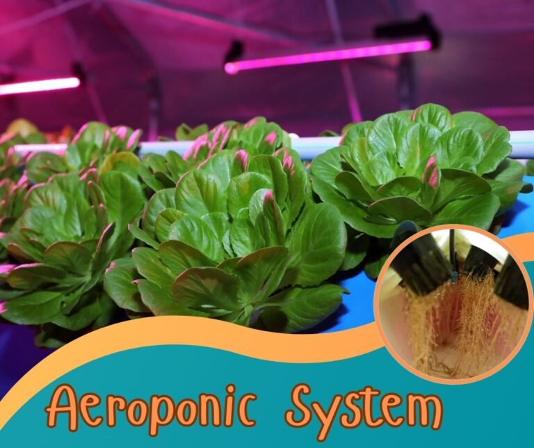 Aeroponics grows plants in air without soil.