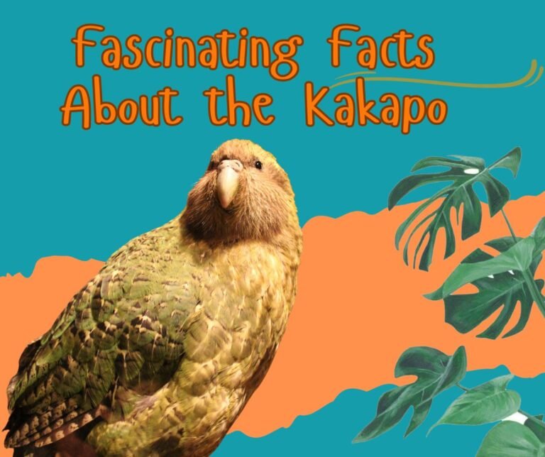 KAKAPO