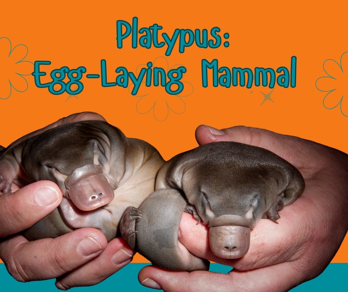 The Remarkable Platypus: Discover the Unique Egg-Laying Mammal