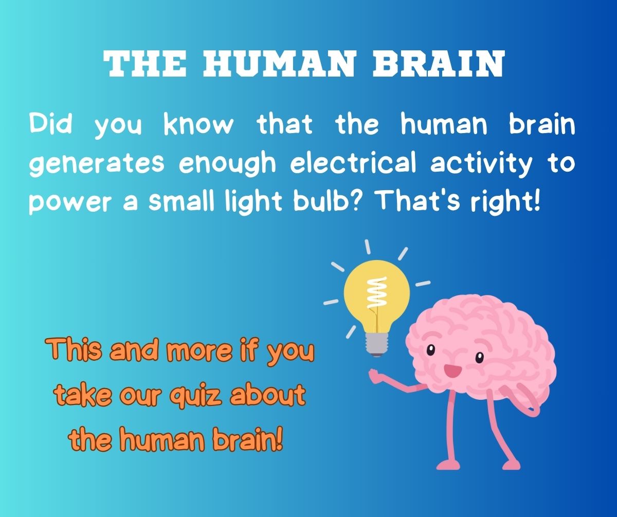 brain facts and trivia
