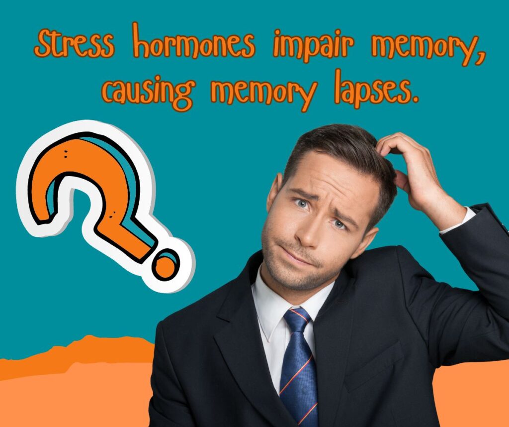 Stress hormones harm memory by affecting the hippocampus and causing memory issues.