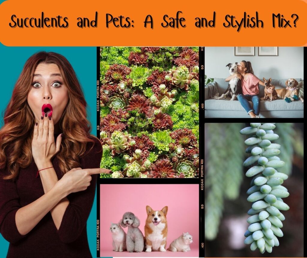 Succulents and Pets: A Safe and Stylish Mix?