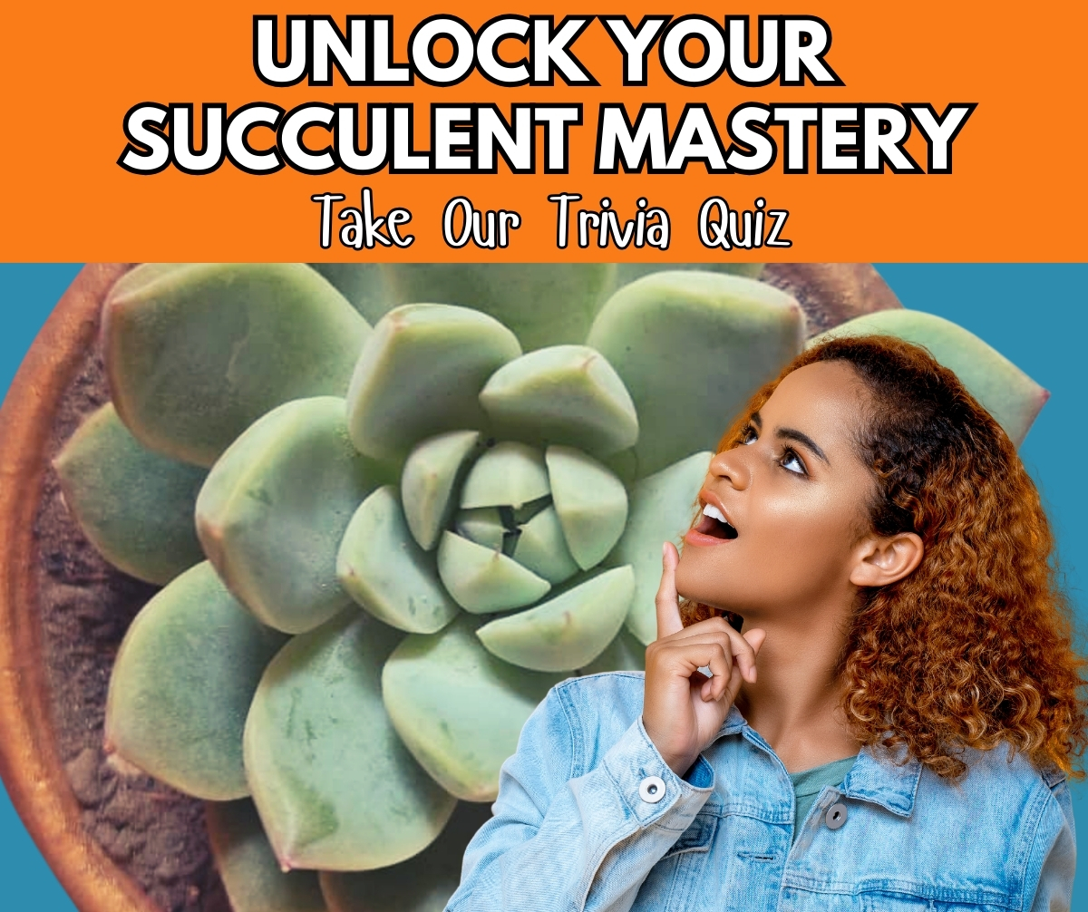 15 Trivia Quizzes to Master Your Succulent Knowledge